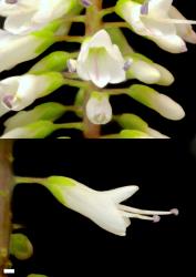 Veronica macrocarpa. Flowers. Scale = 1 mm. This plant matches material identified as var. macrocarpa.
 Image: P.J. Garnock-Jones © P.J. Garnock-Jones CC-BY-NC 3.0 NZ